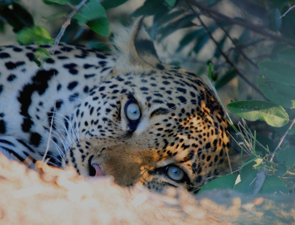 Kambaku Safari Lodge Timbavati Game Reserve Esterno foto